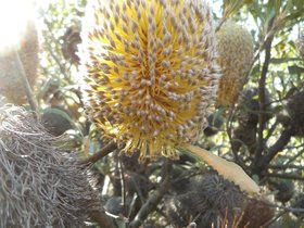 Banksia ornata3.JPG